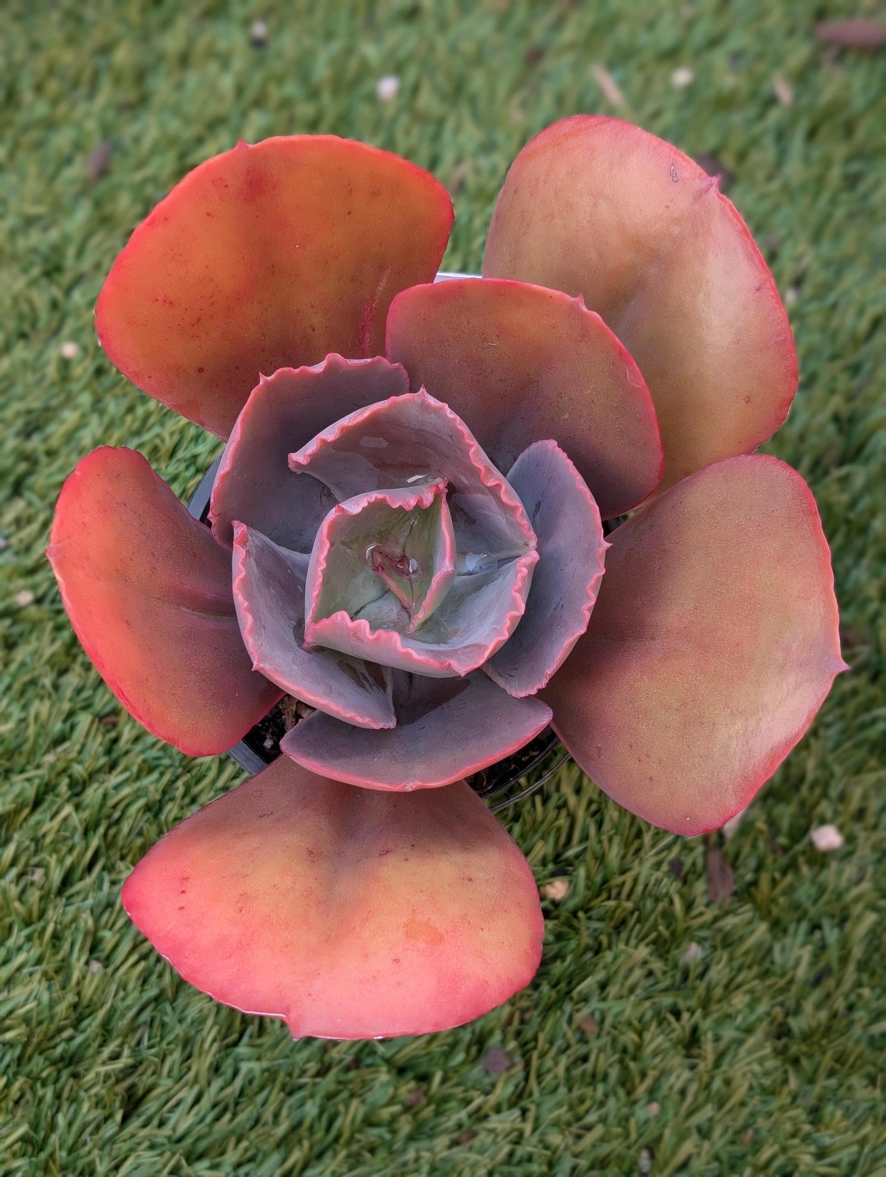 Echeveria Green Blaze