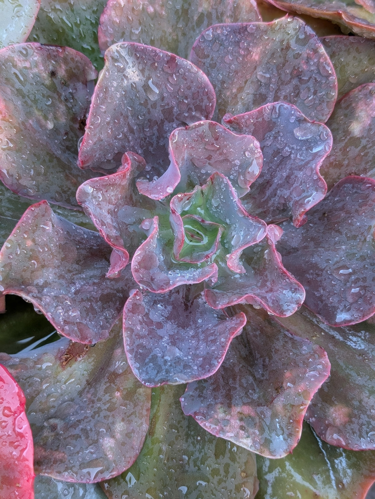 Echeveria Hamaikan