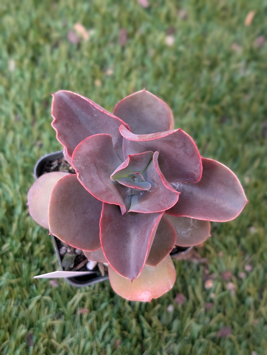 Echeveria Hamaikan
