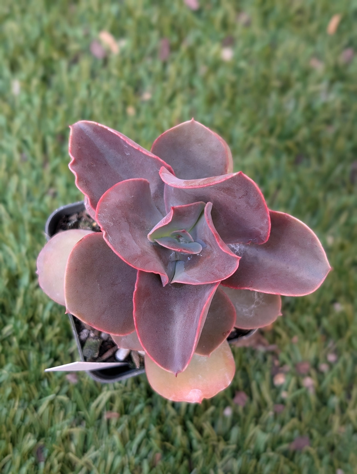 Echeveria Hamaikan