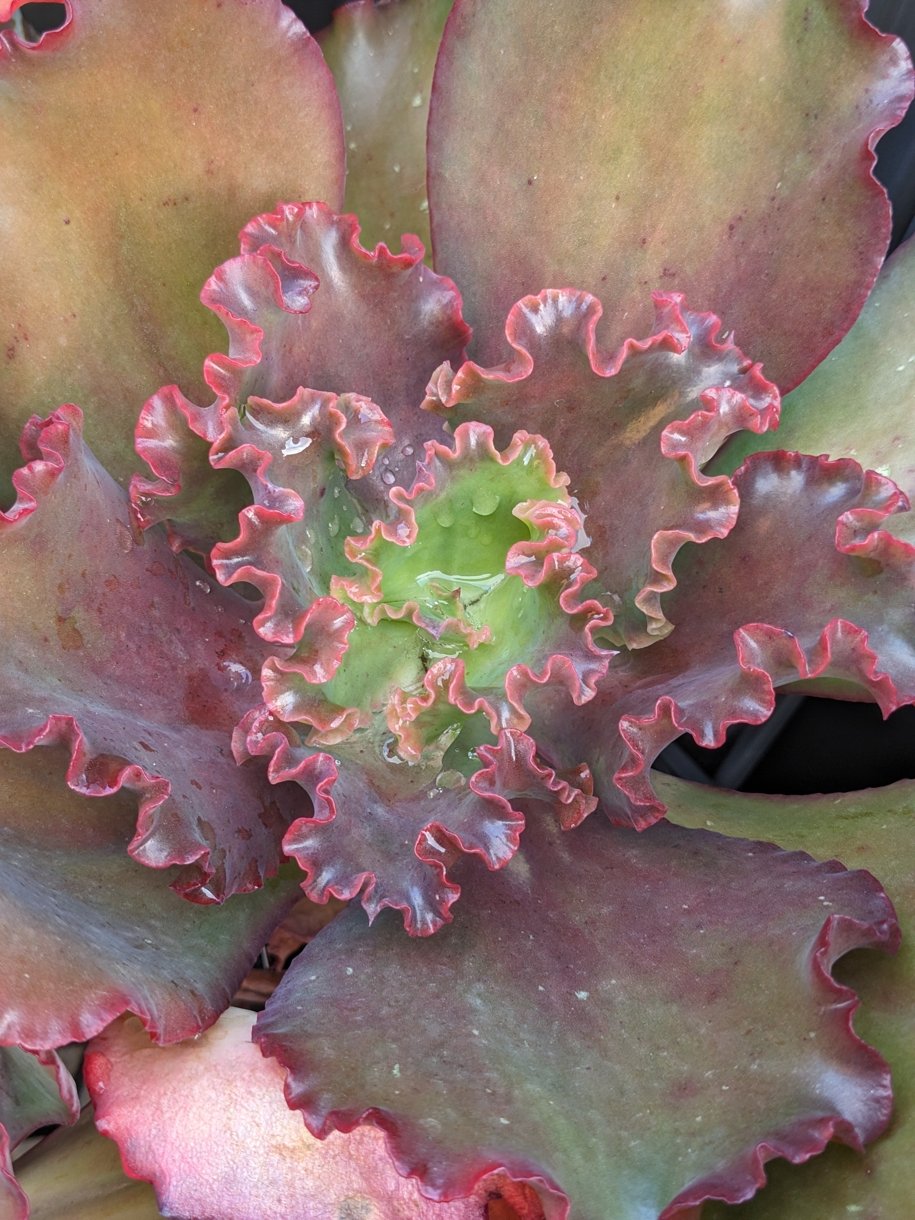 Echeveria Harlequin