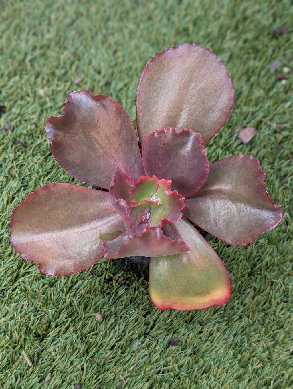 Echeveria Harlequin