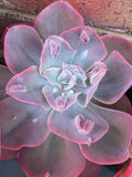 Echeveria Heart Throb