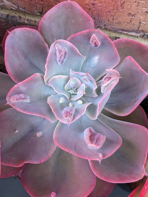 Echeveria Heart Throb