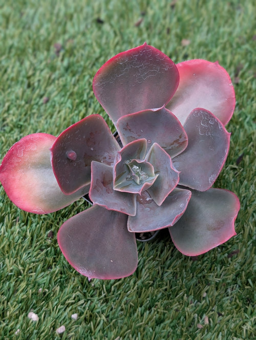 Echeveria Heart Throb
