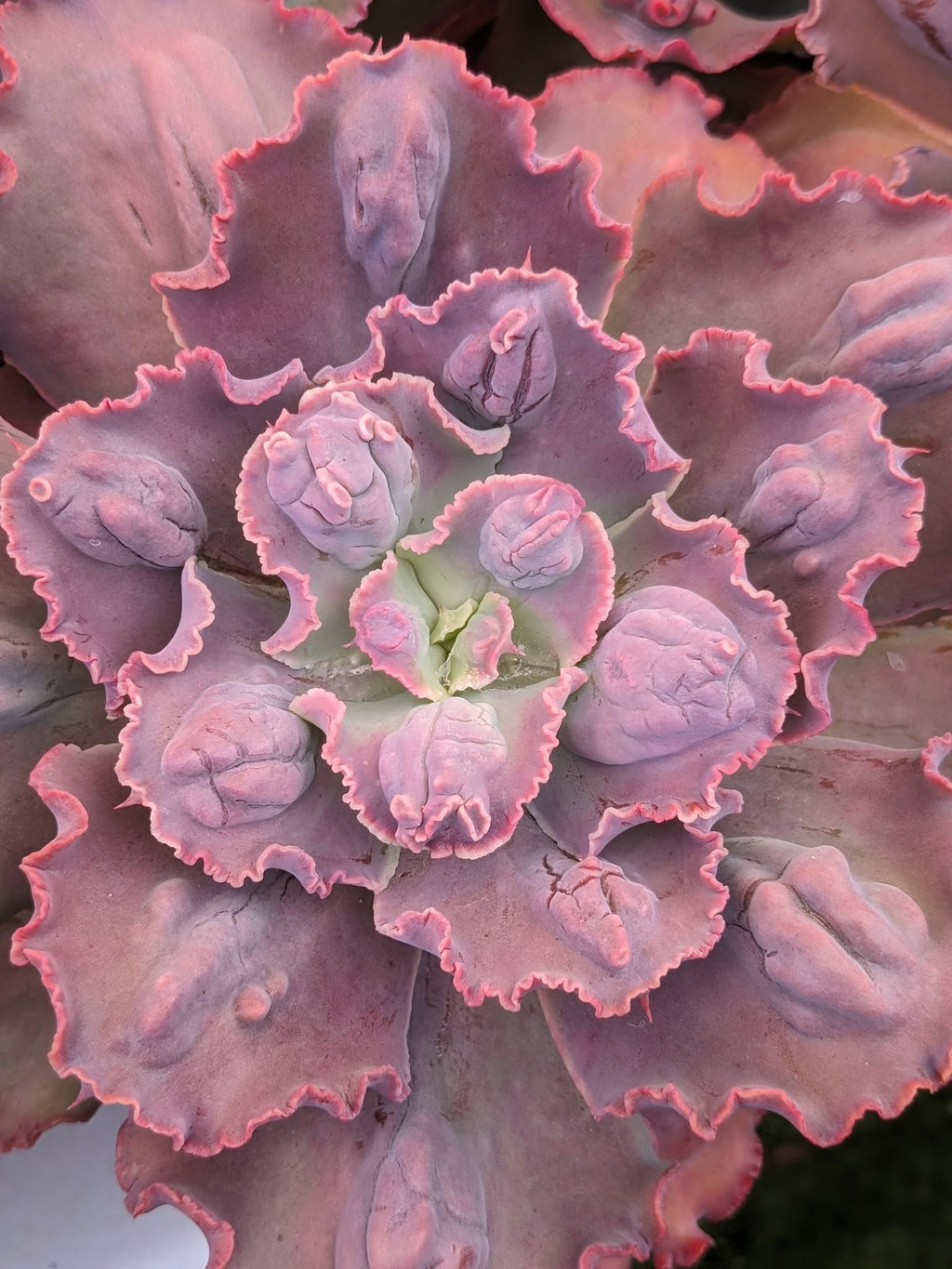Echeveria Highlander