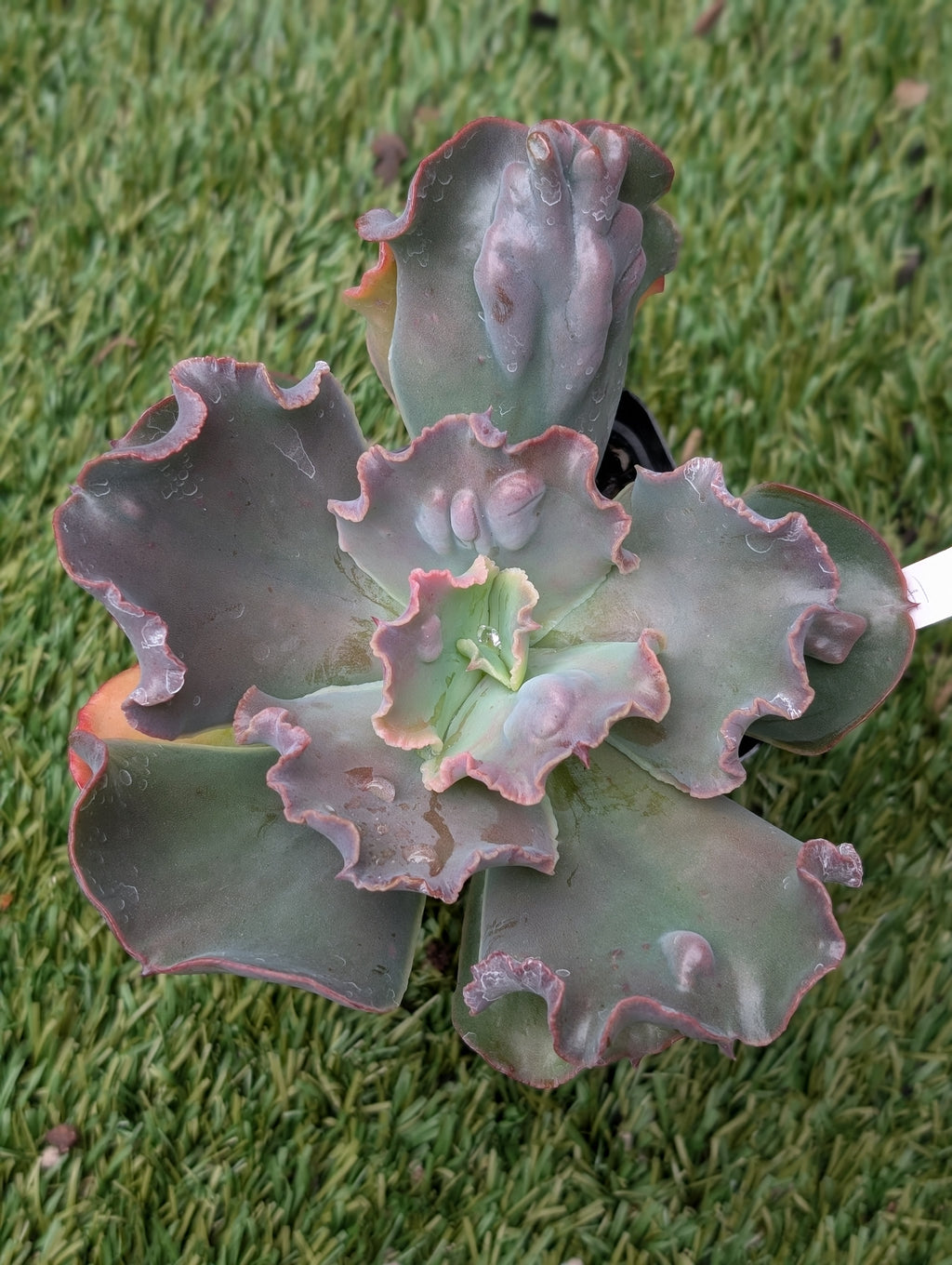 Echeveria Highlander