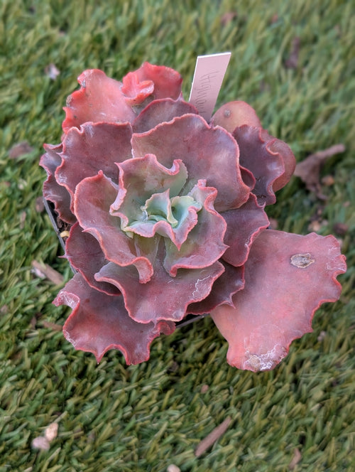 Echeveria Highlander