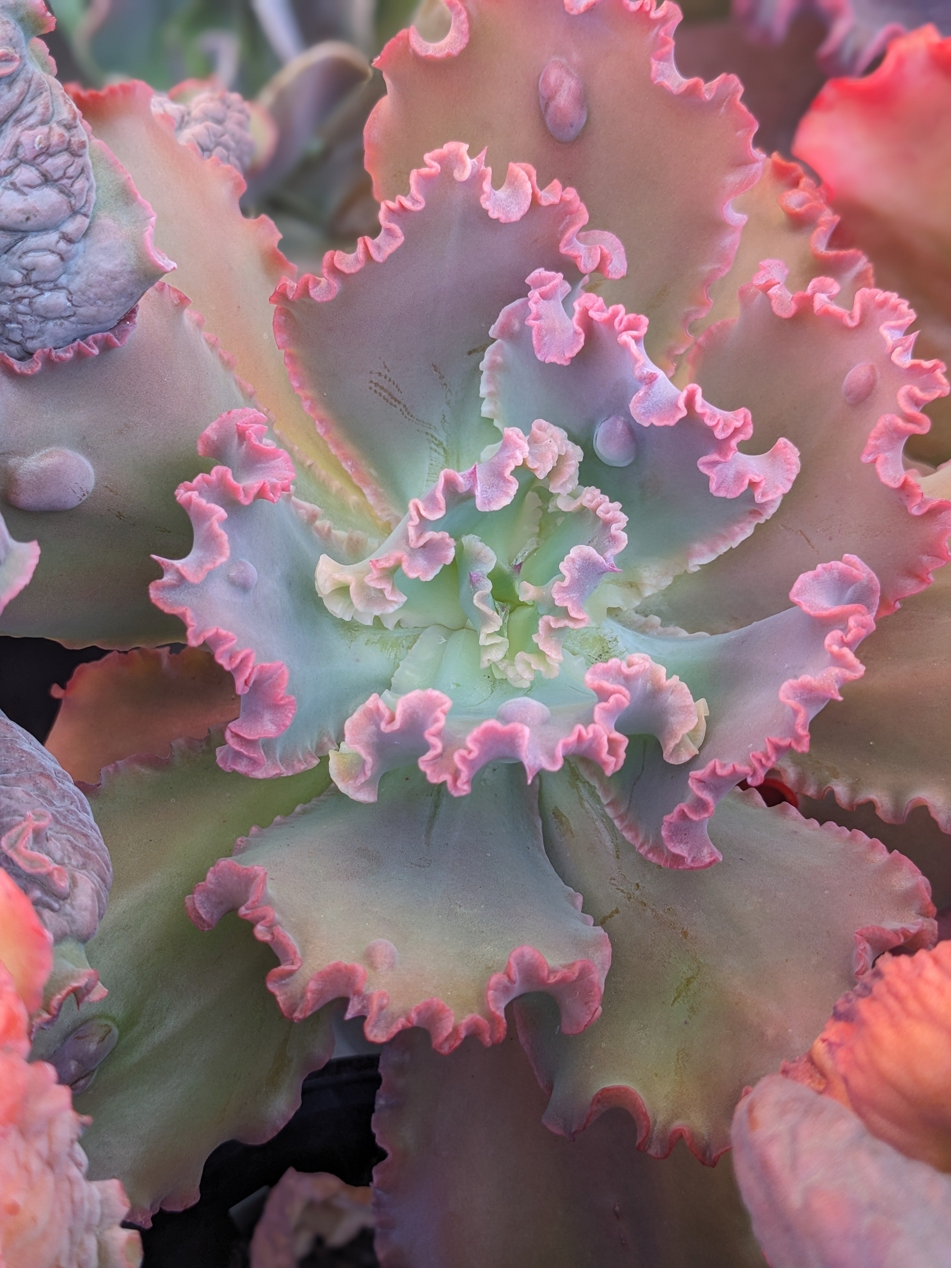 Echeveria Hijinks