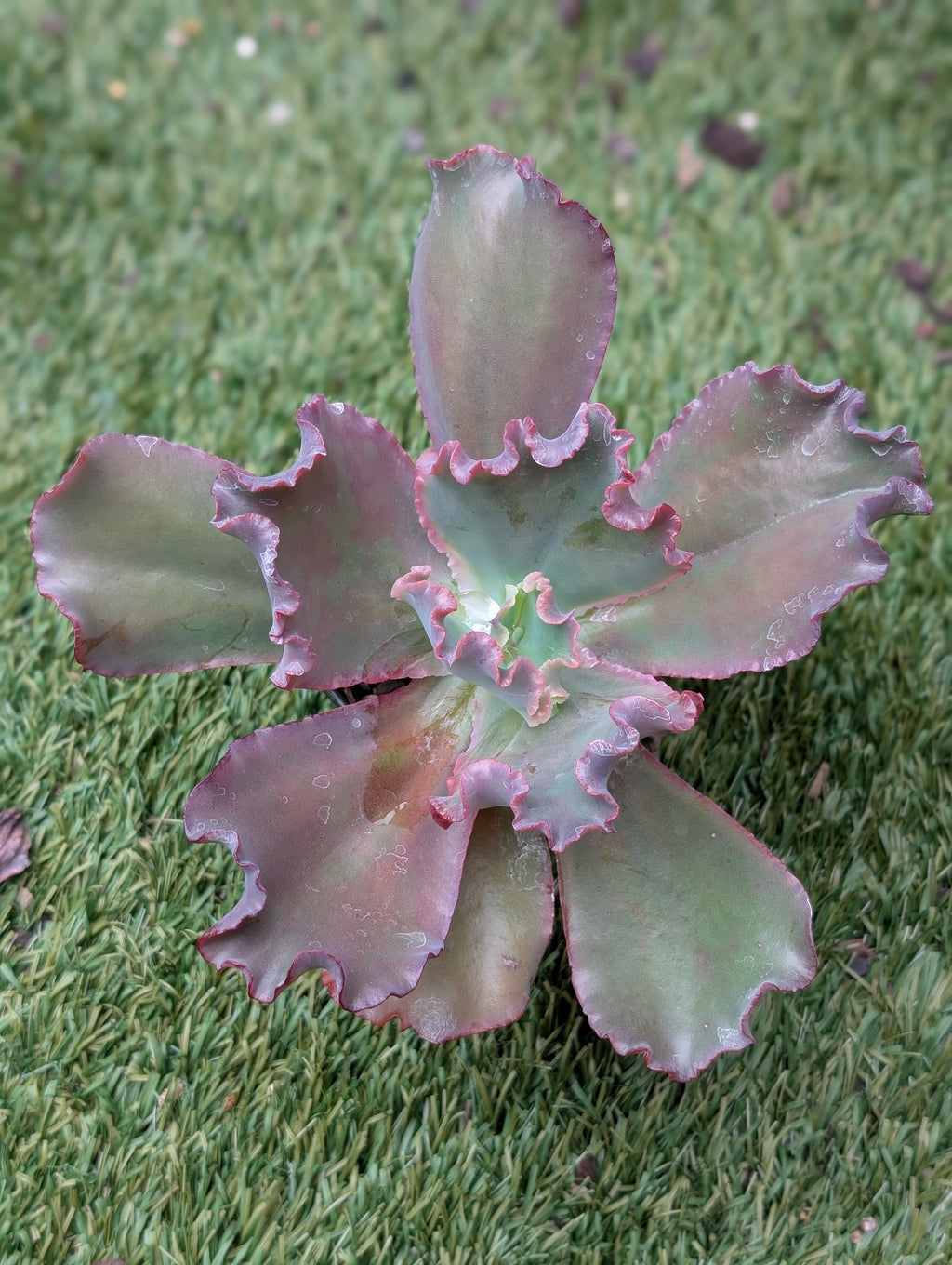 Echeveria Hijinks