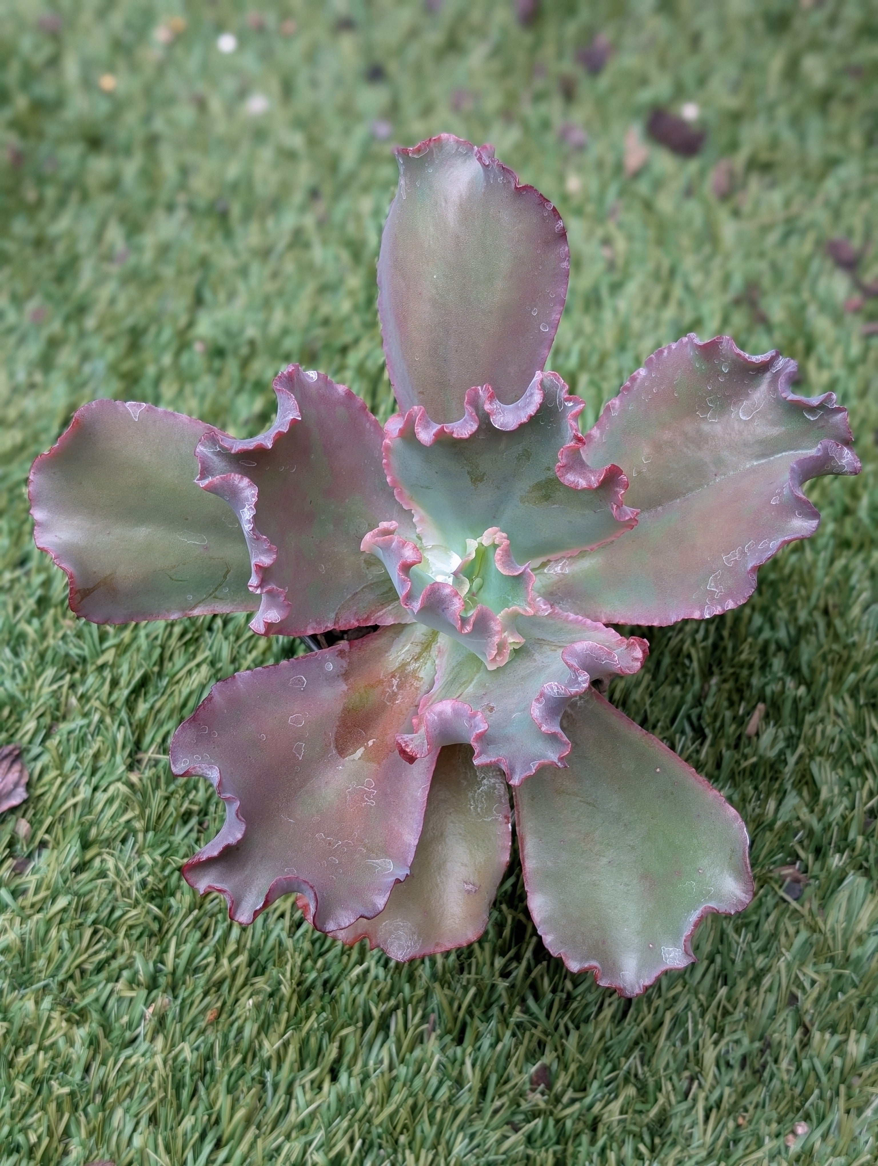 Echeveria Hijinks