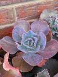 Echeveria Intimate