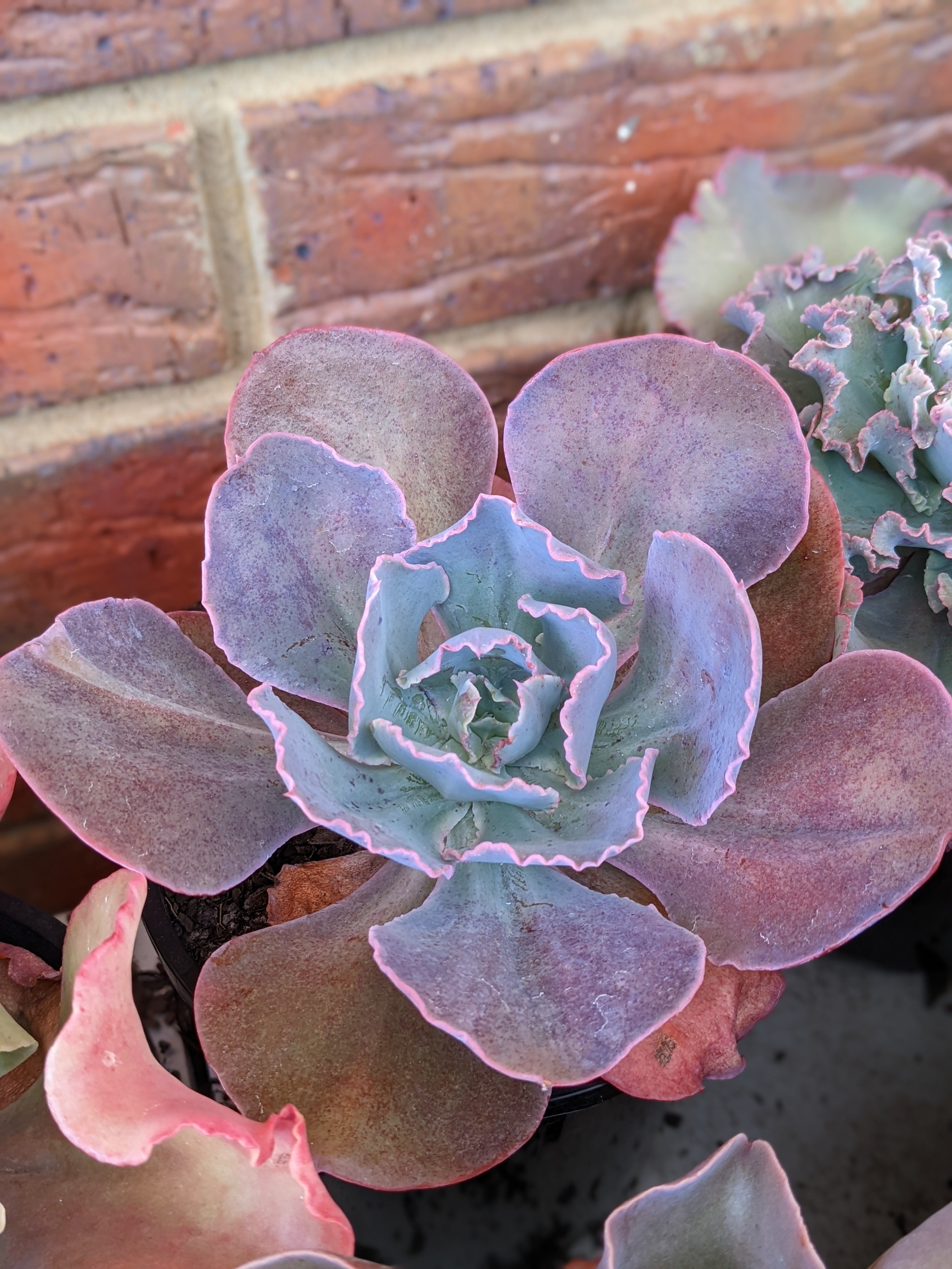 Echeveria Intimate