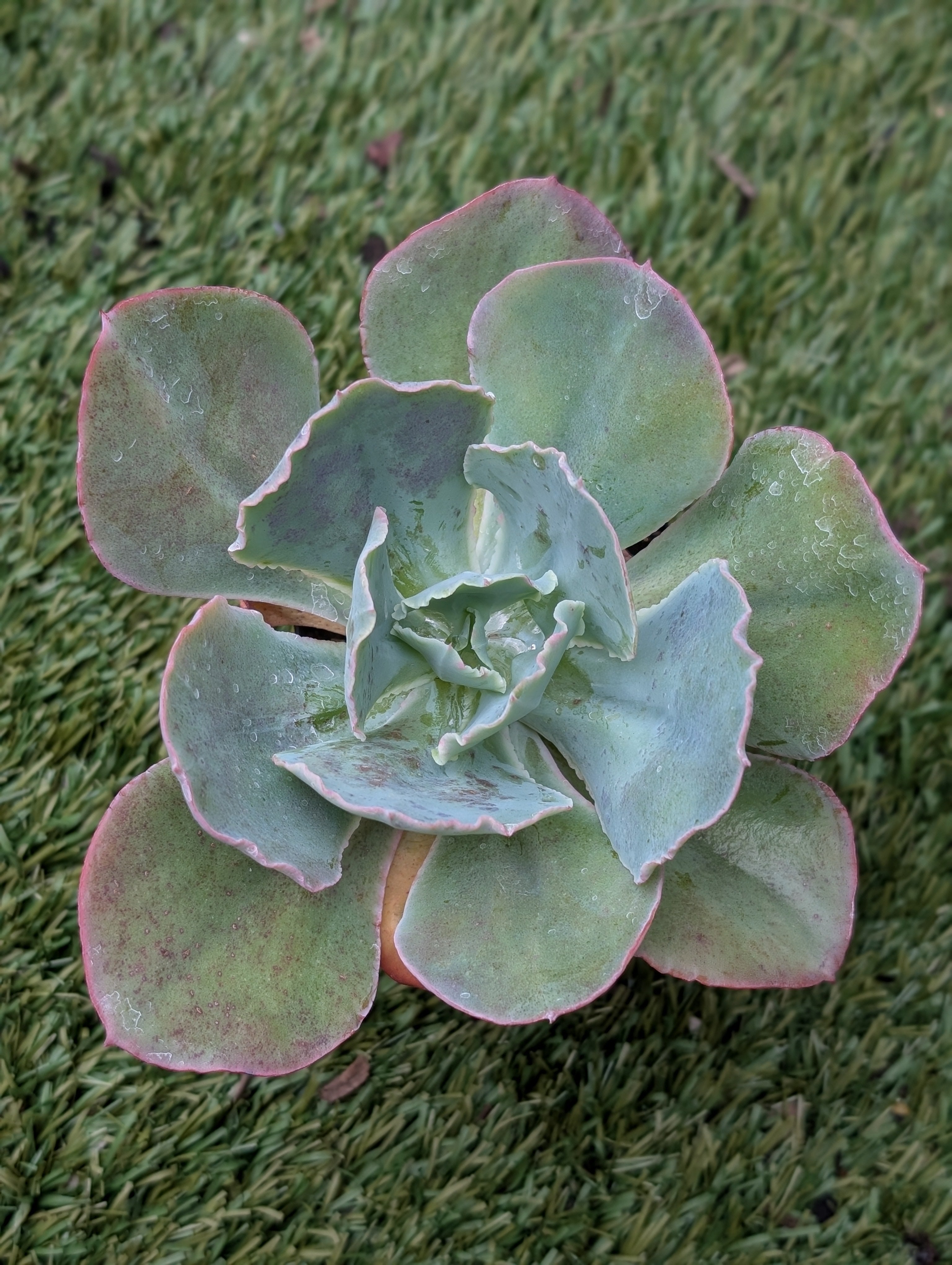 Echeveria Intimate
