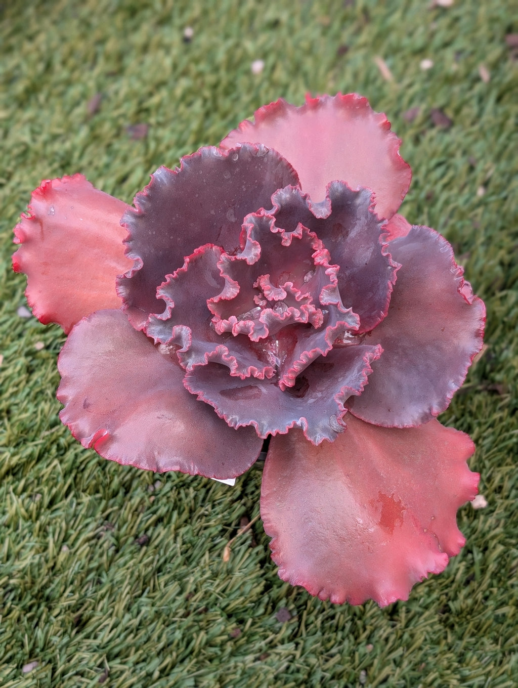 Echeveria Jane Naylor