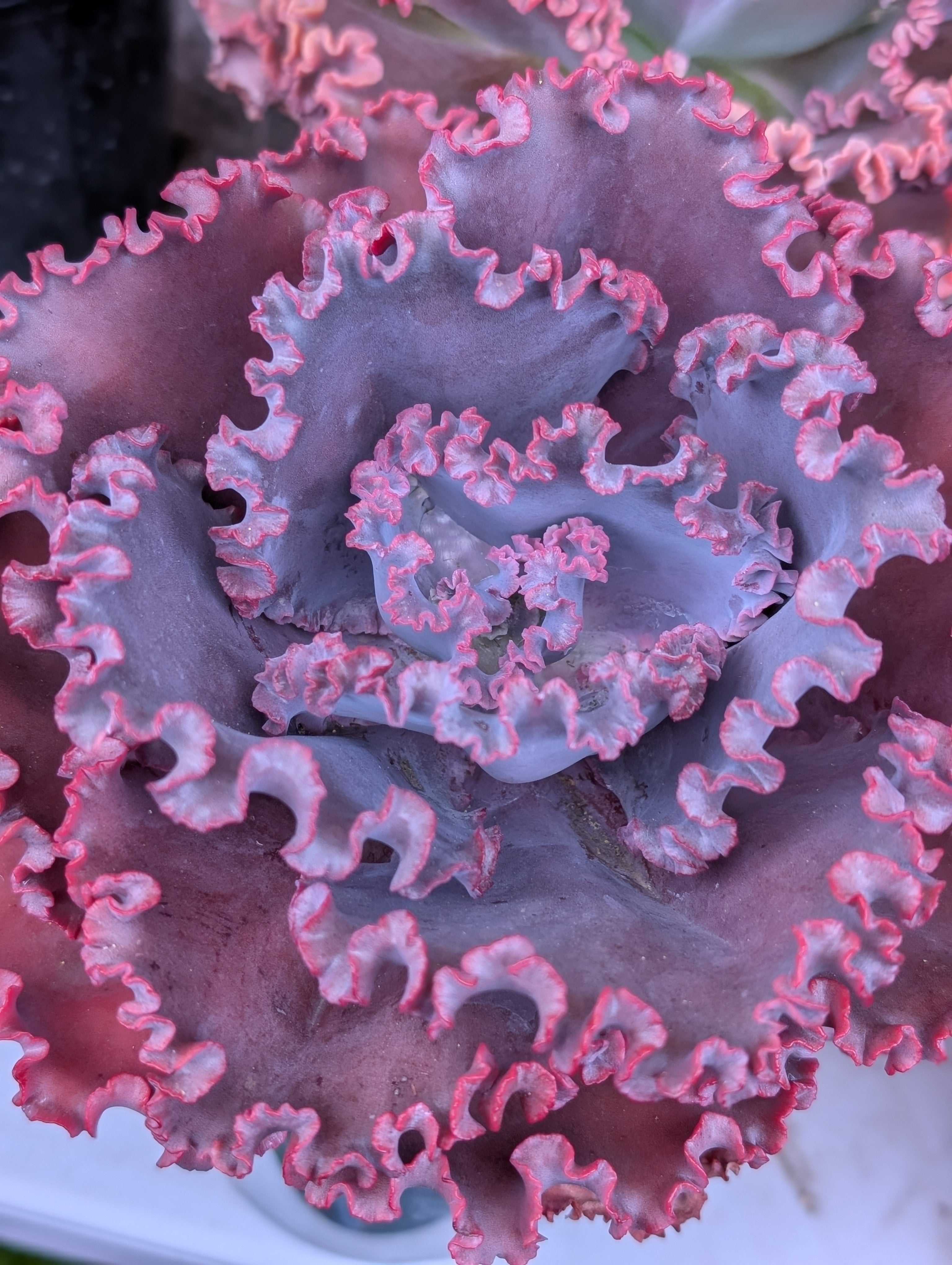 Echeveria Jane Naylor