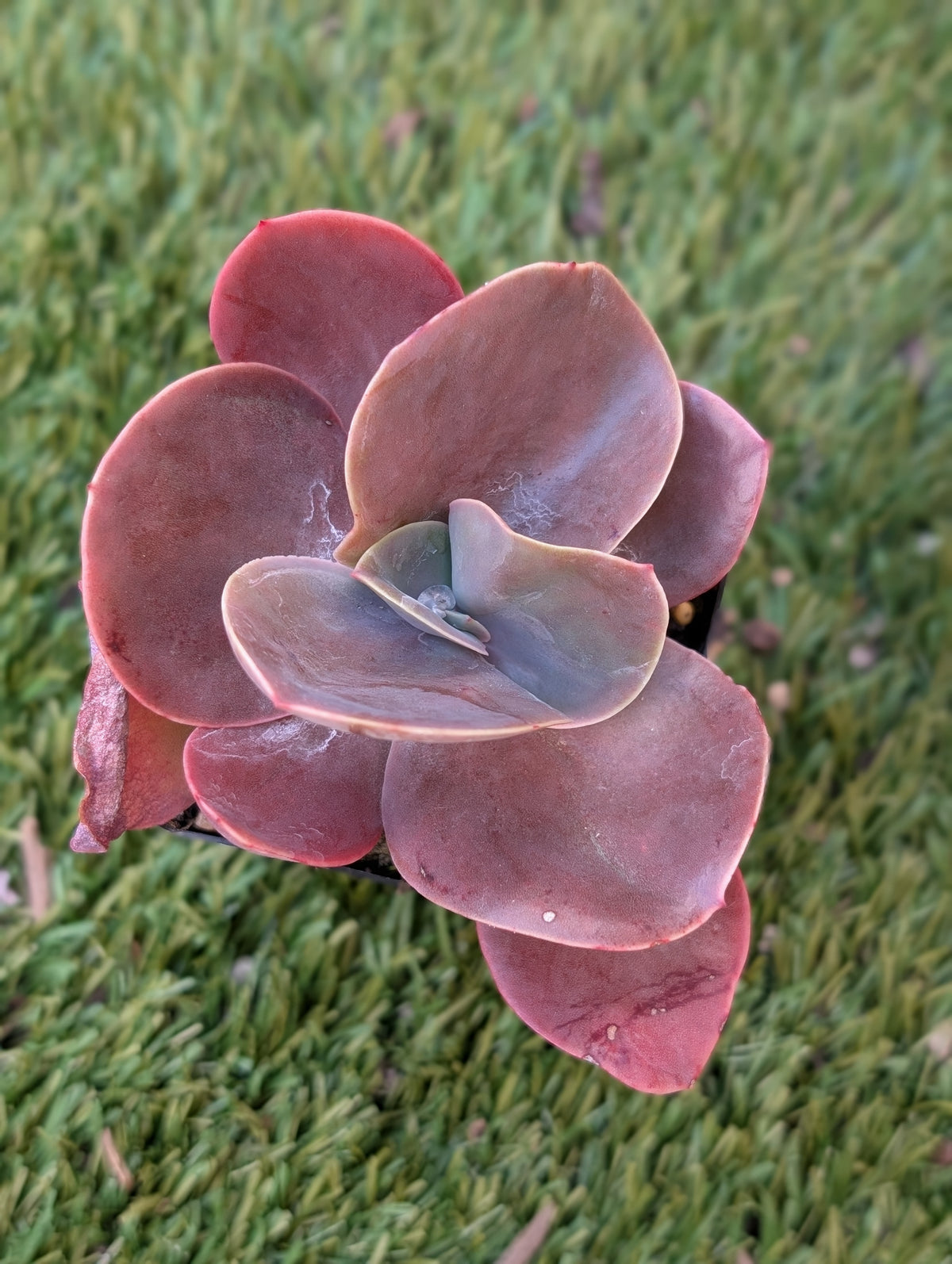 Echeveria Japanese Purple