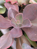 Echeveria Japanese Purple