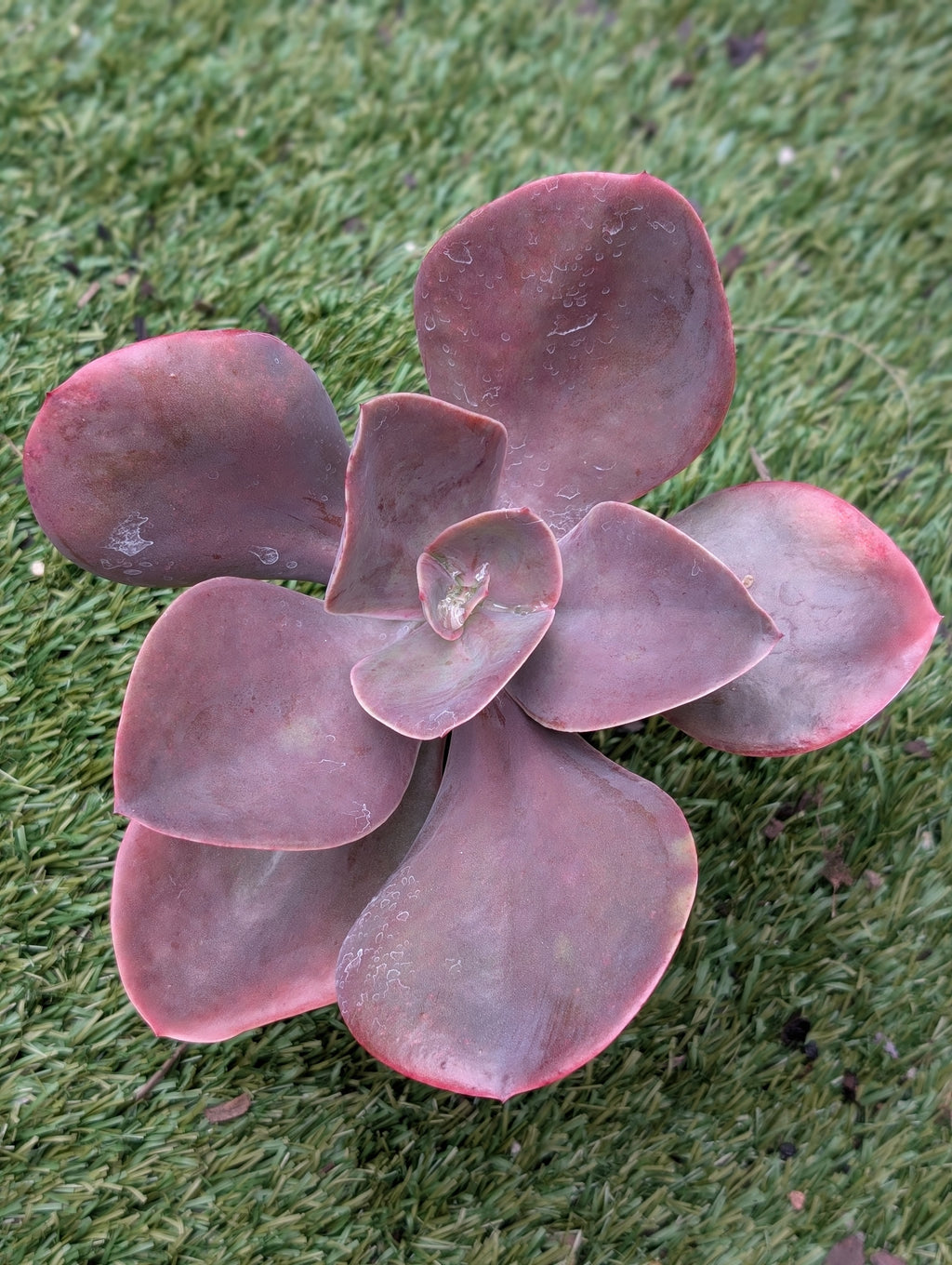 Echeveria Japanese Purple