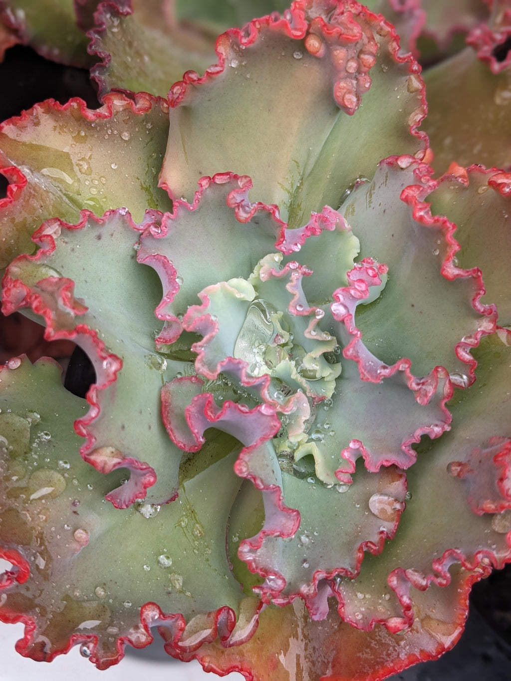 Echeveria Joe 2633
