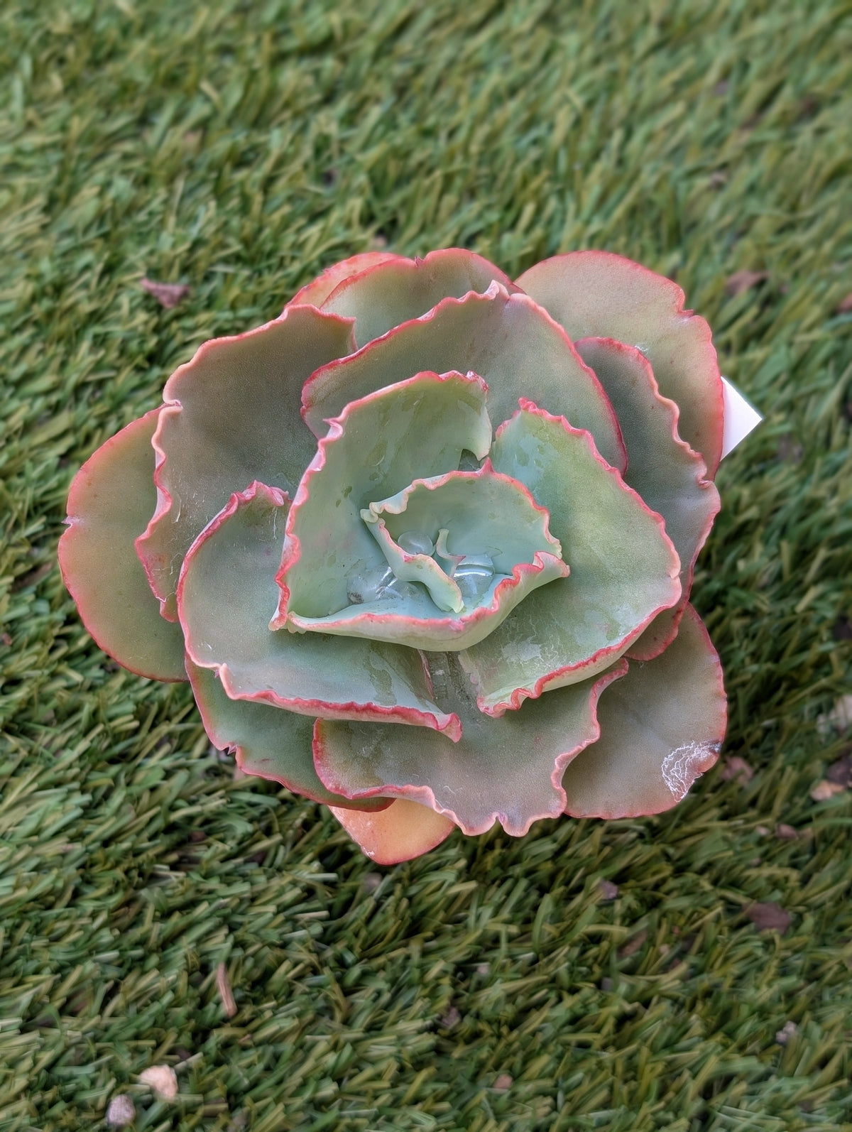 Echeveria Joe 2633
