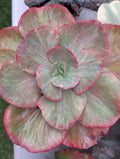 Echeveria Katella Variegated