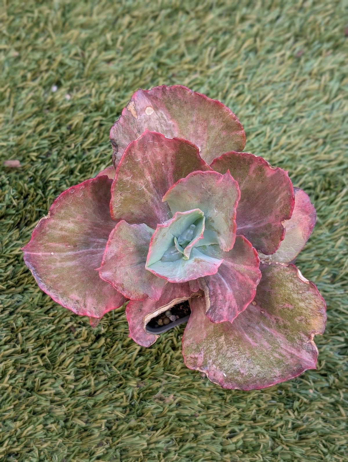 Echeveria Katella Variegated