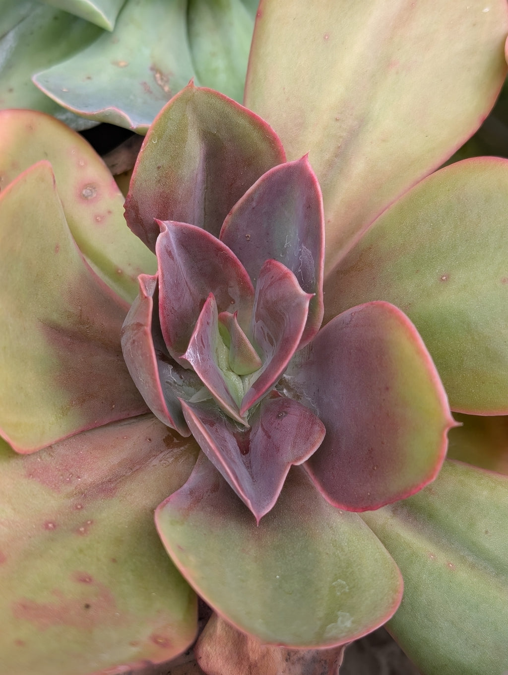 Echeveria Keely