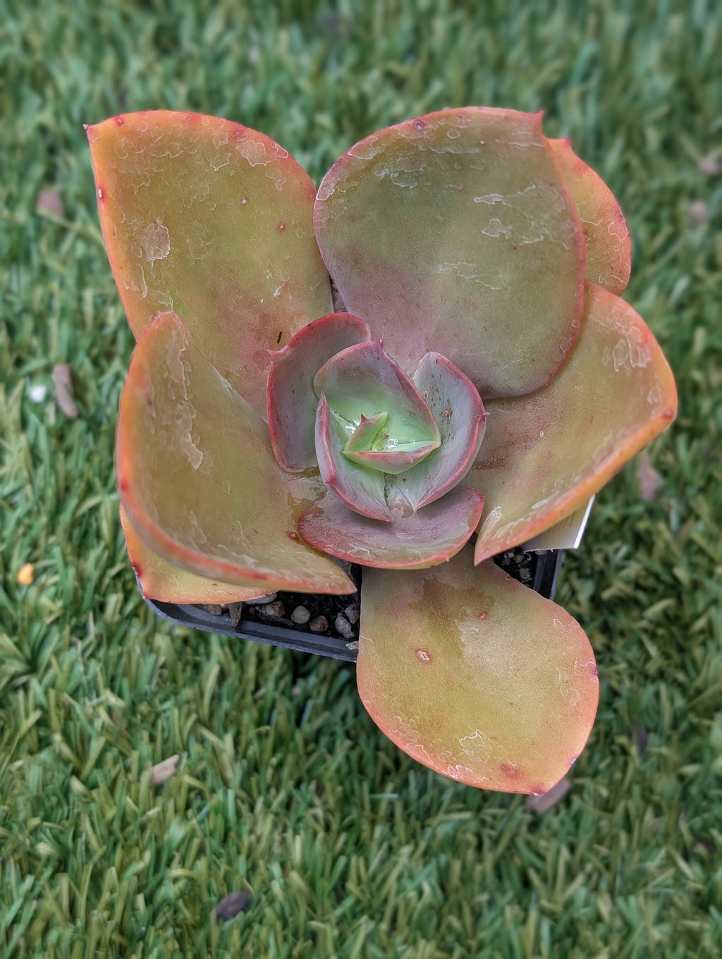 Echeveria Keely