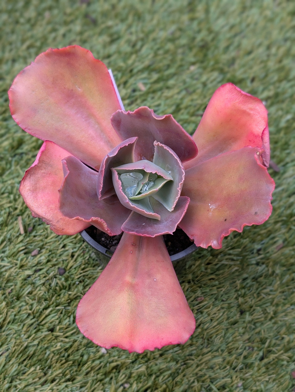 Echeveria Kei