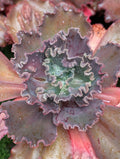 Echeveria Kei