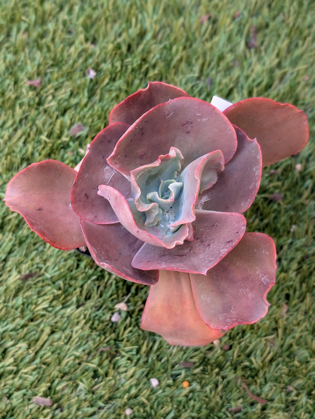 Echeveria Kei