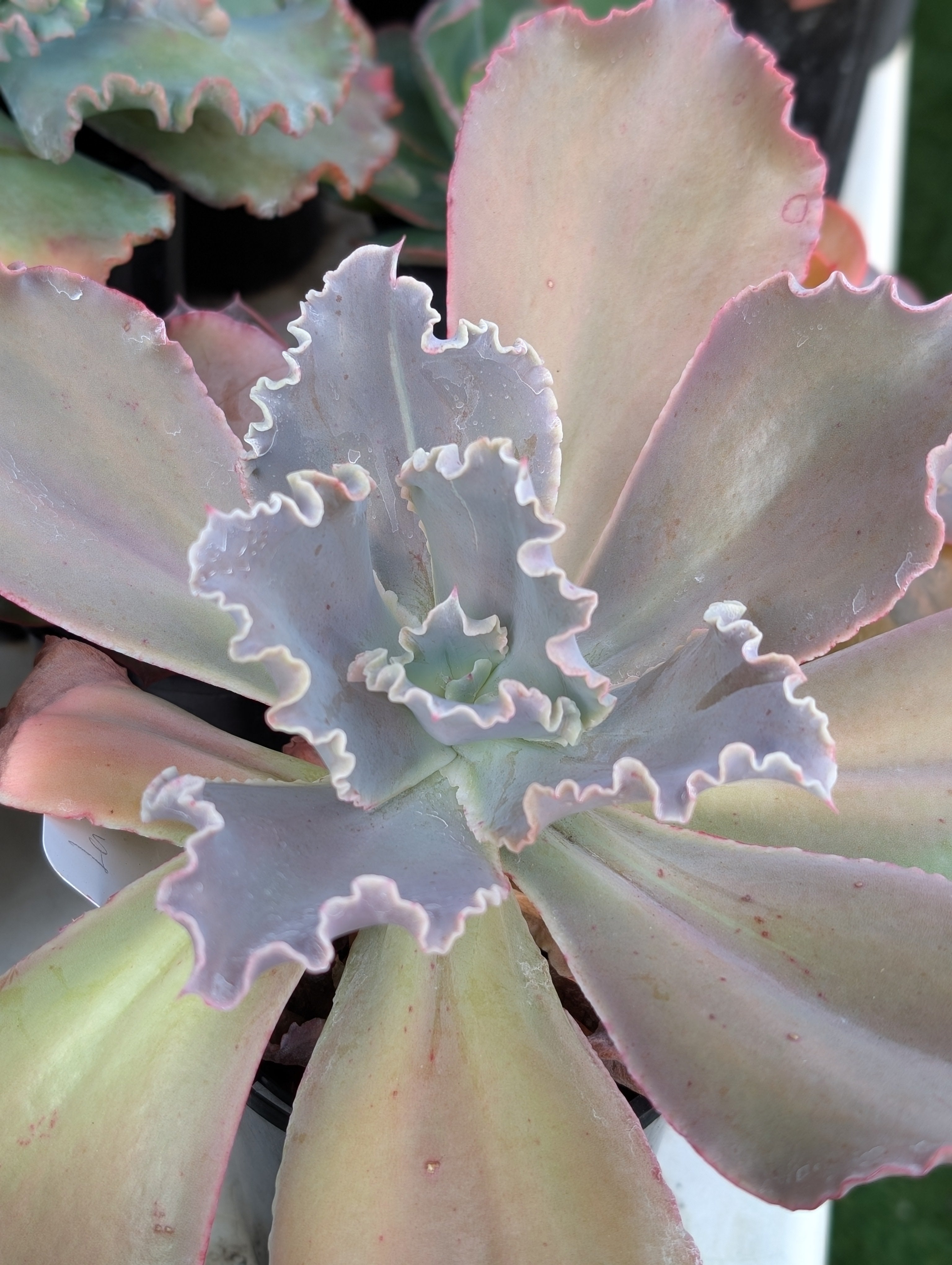 Echeveria La Femme
