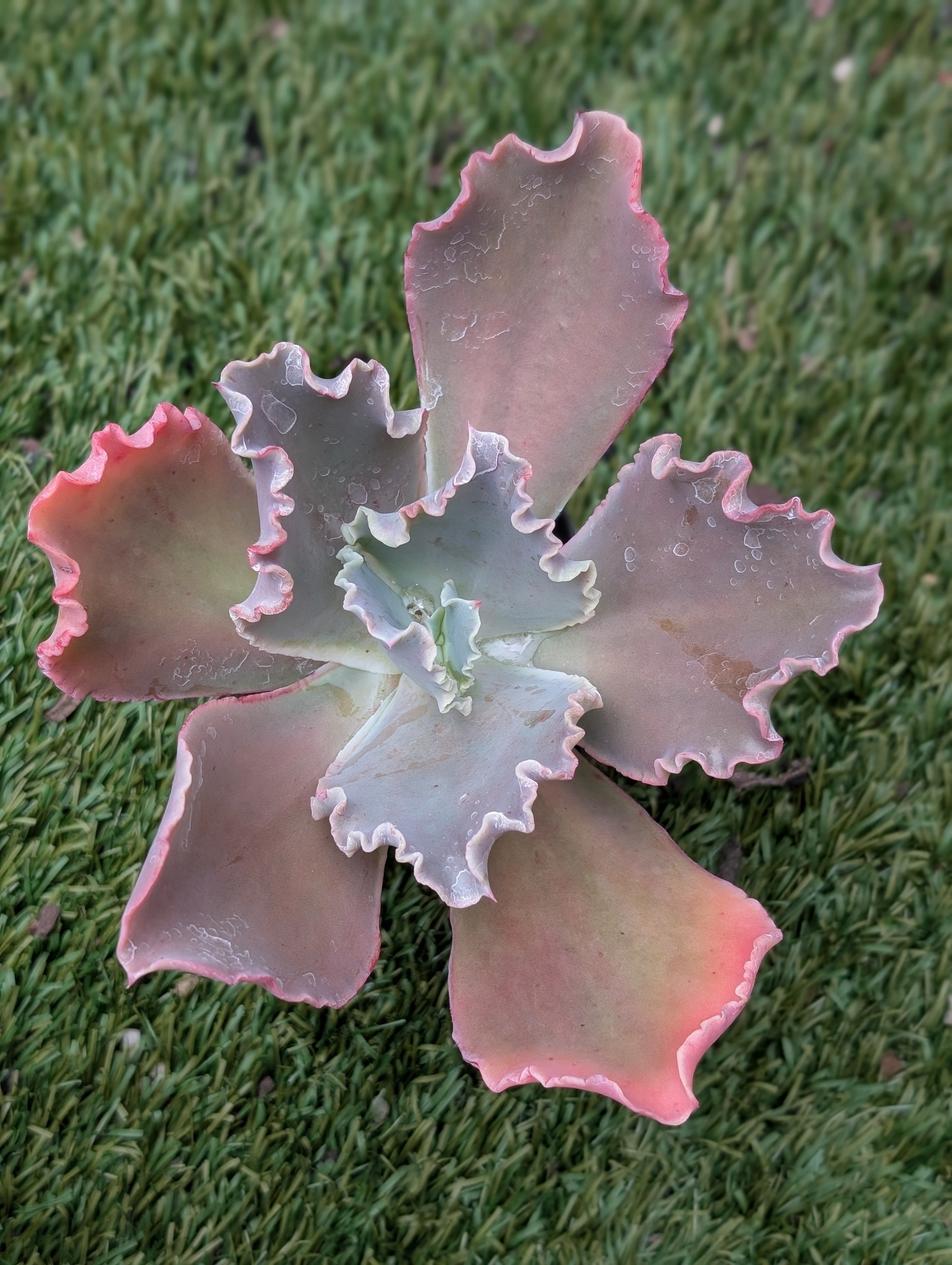 Echeveria La Femme