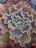 Echeveria Lahari