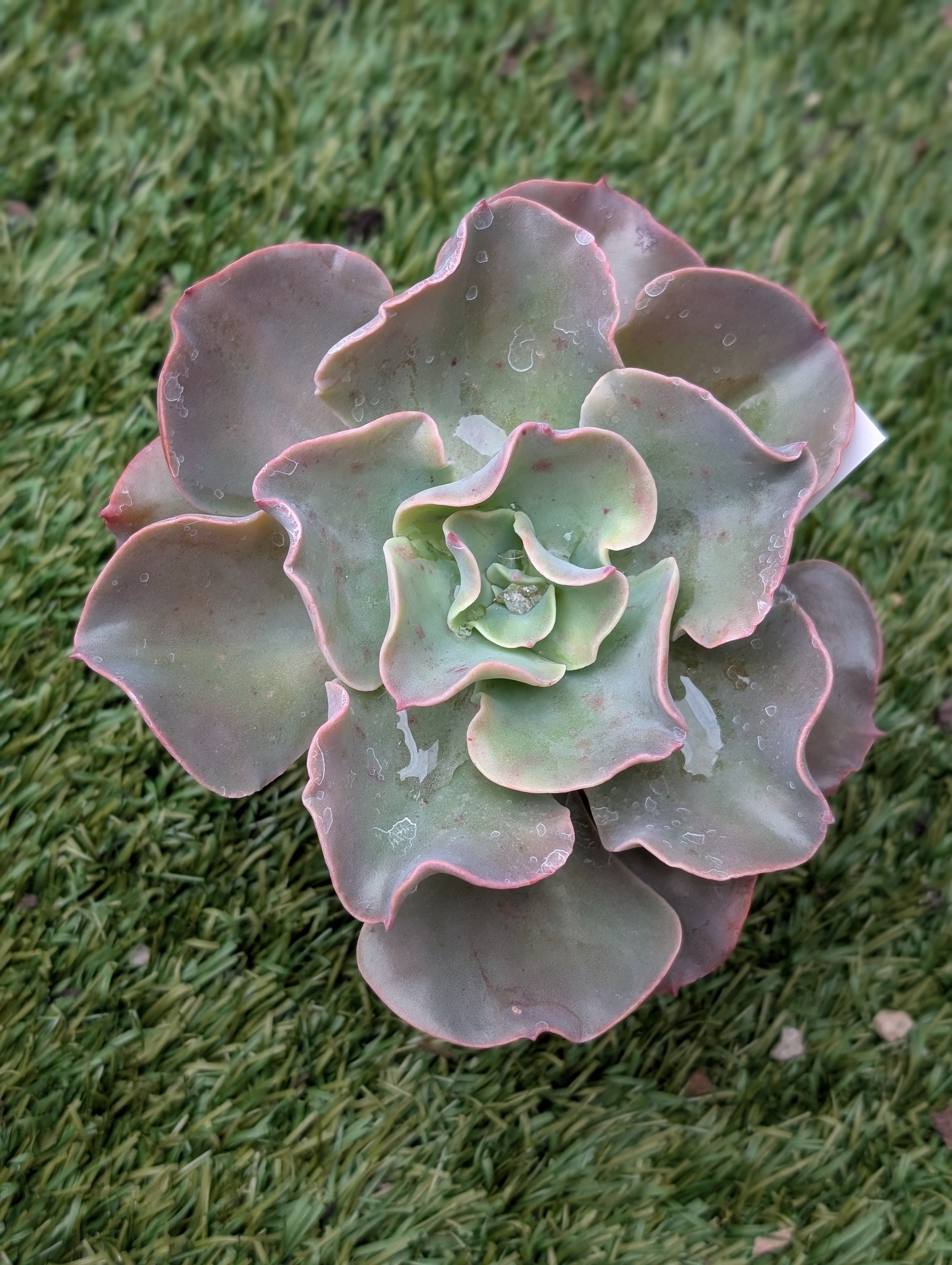 Echeveria Lahari