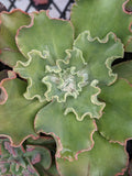 Echeveria Lemon Pie