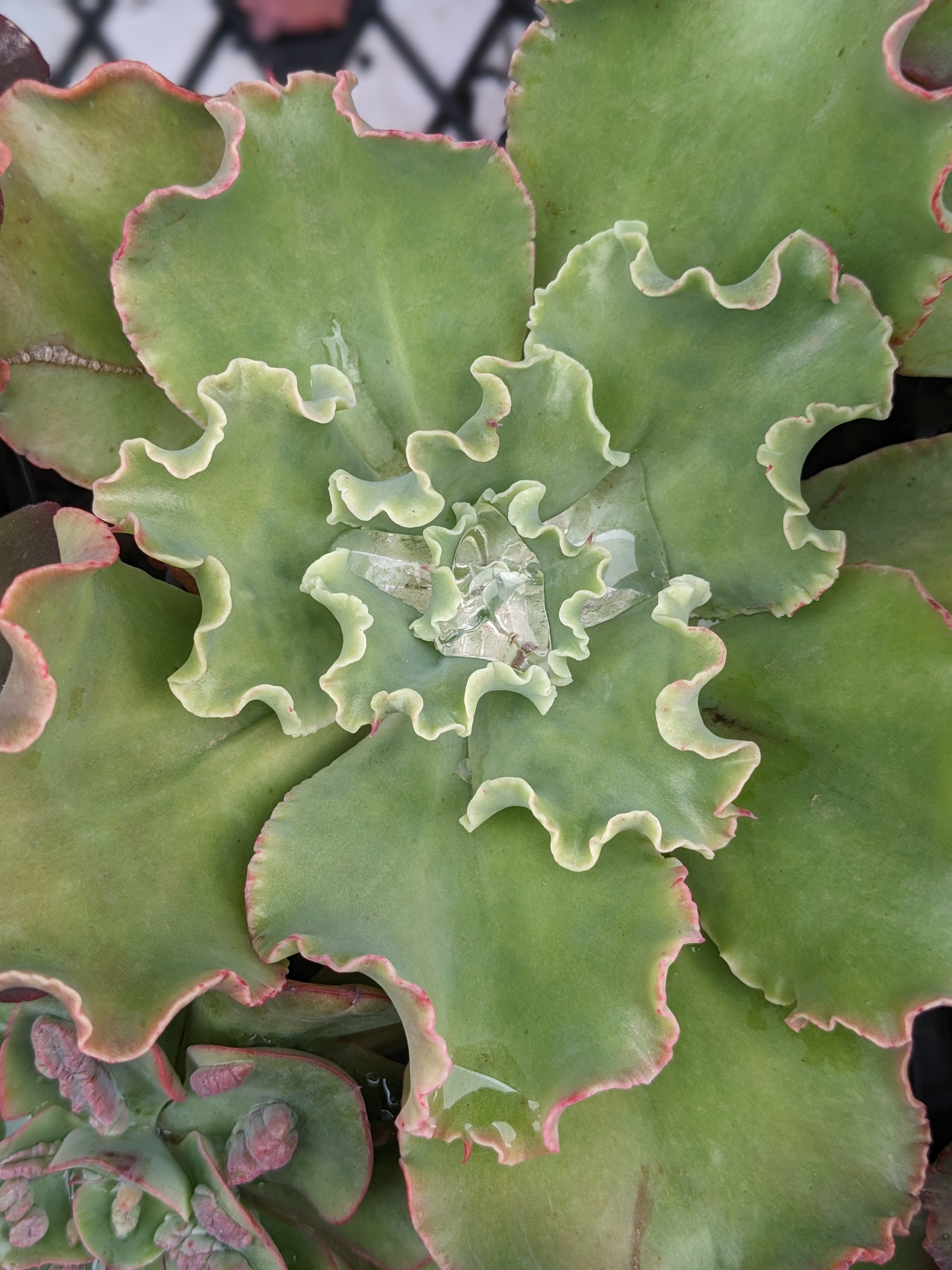 Echeveria Lemon Pie