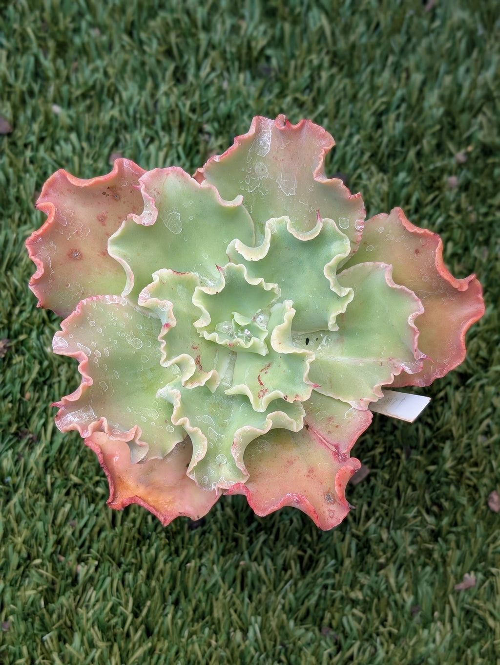 Echeveria Lemon Pie