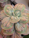 Echeveria Lilac Mist