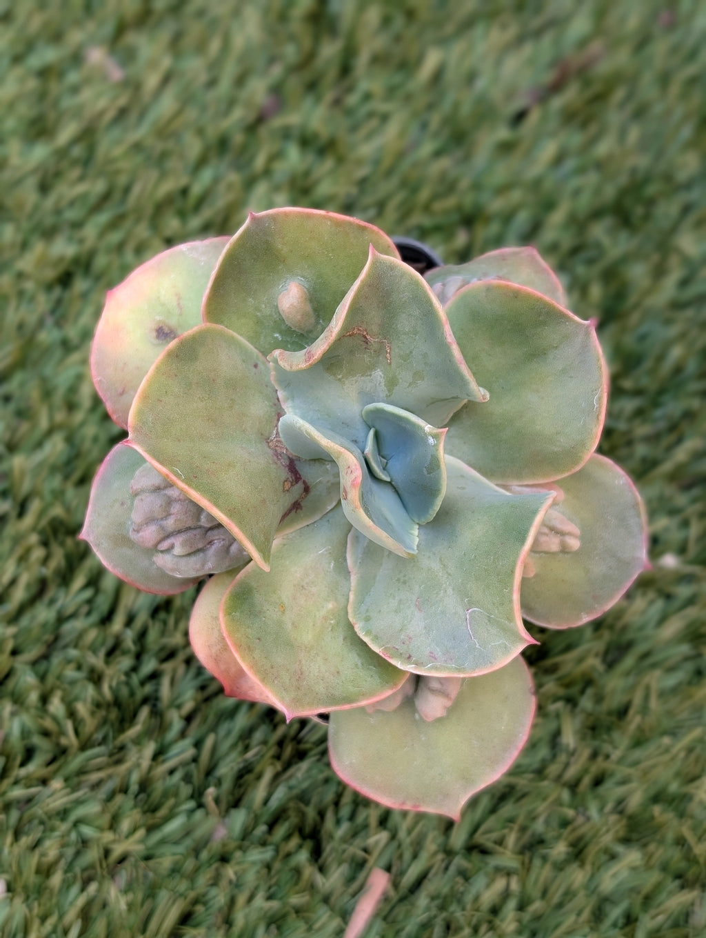 Echeveria Lilac Mist