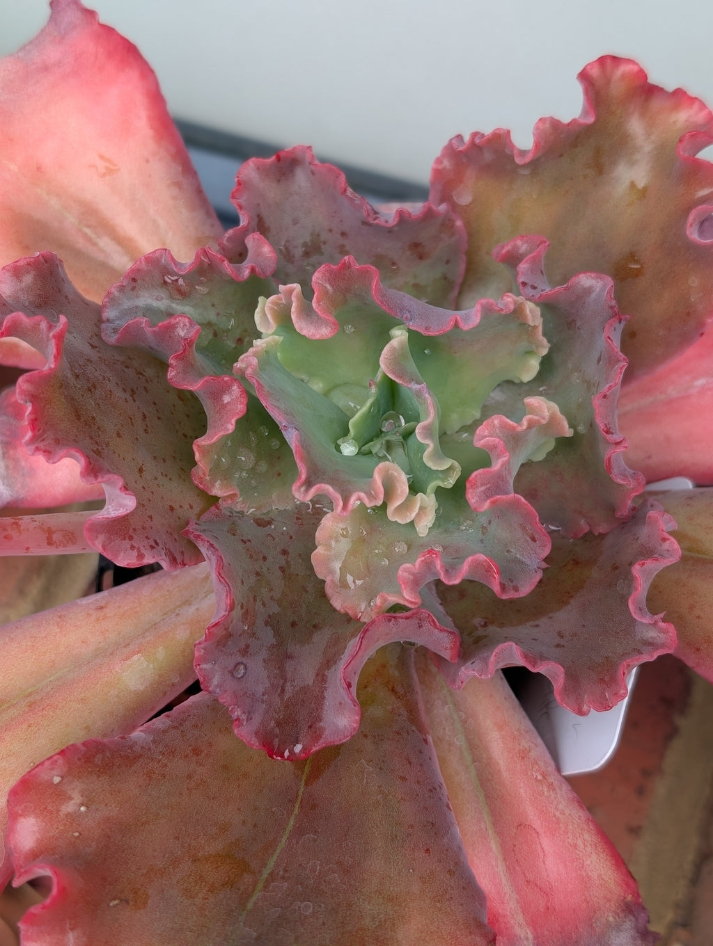 Echeveria Lilac Whisper