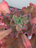 Echeveria Lilac Whisper