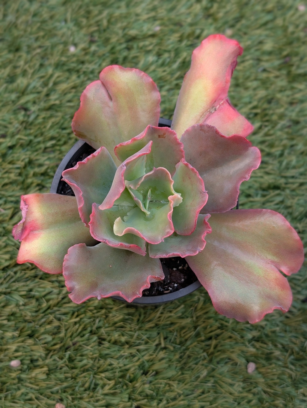 Echeveria Lilac Whisper