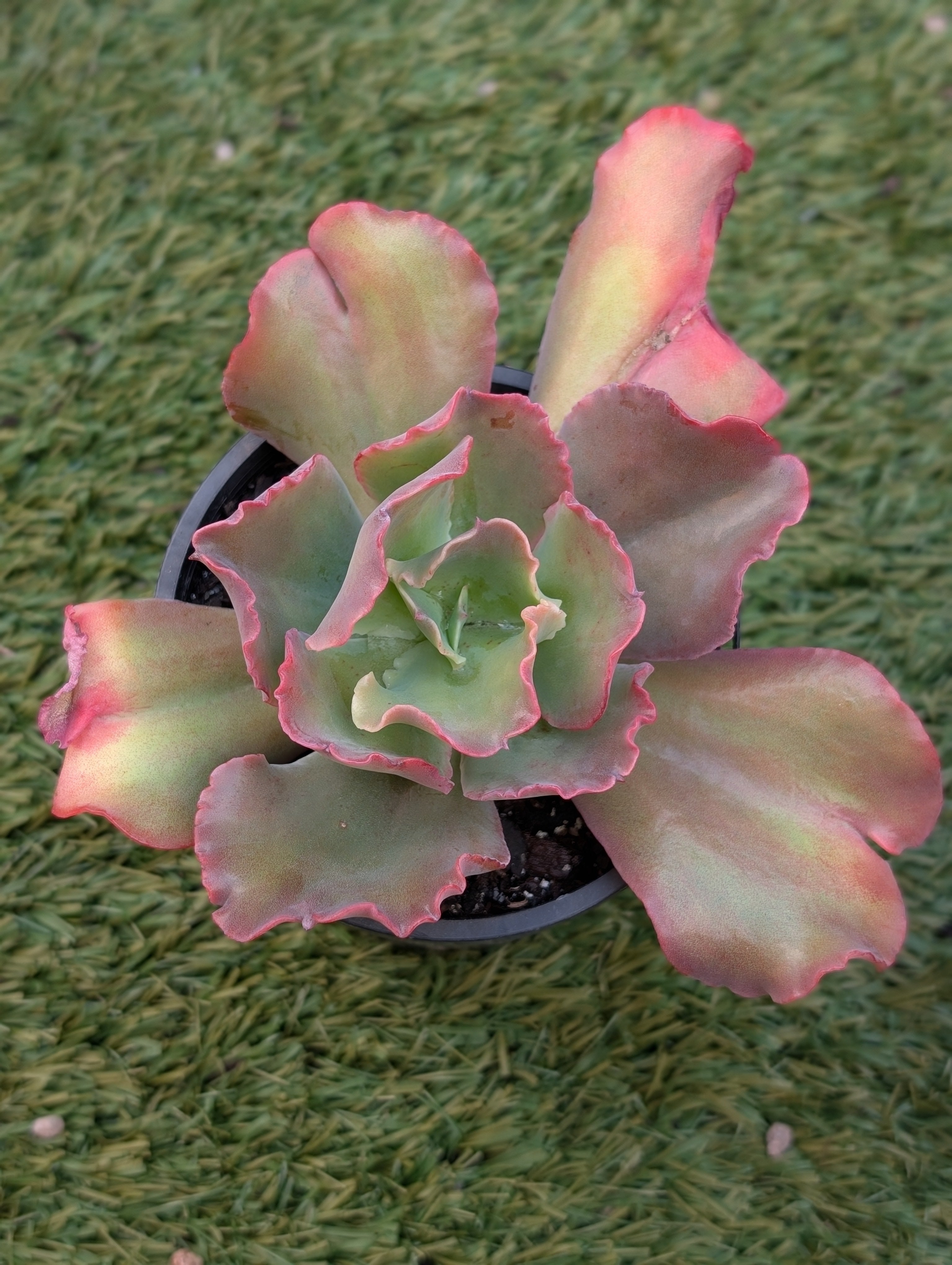 Echeveria Lilac Whisper