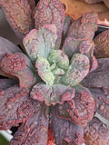Echeveria Linguas