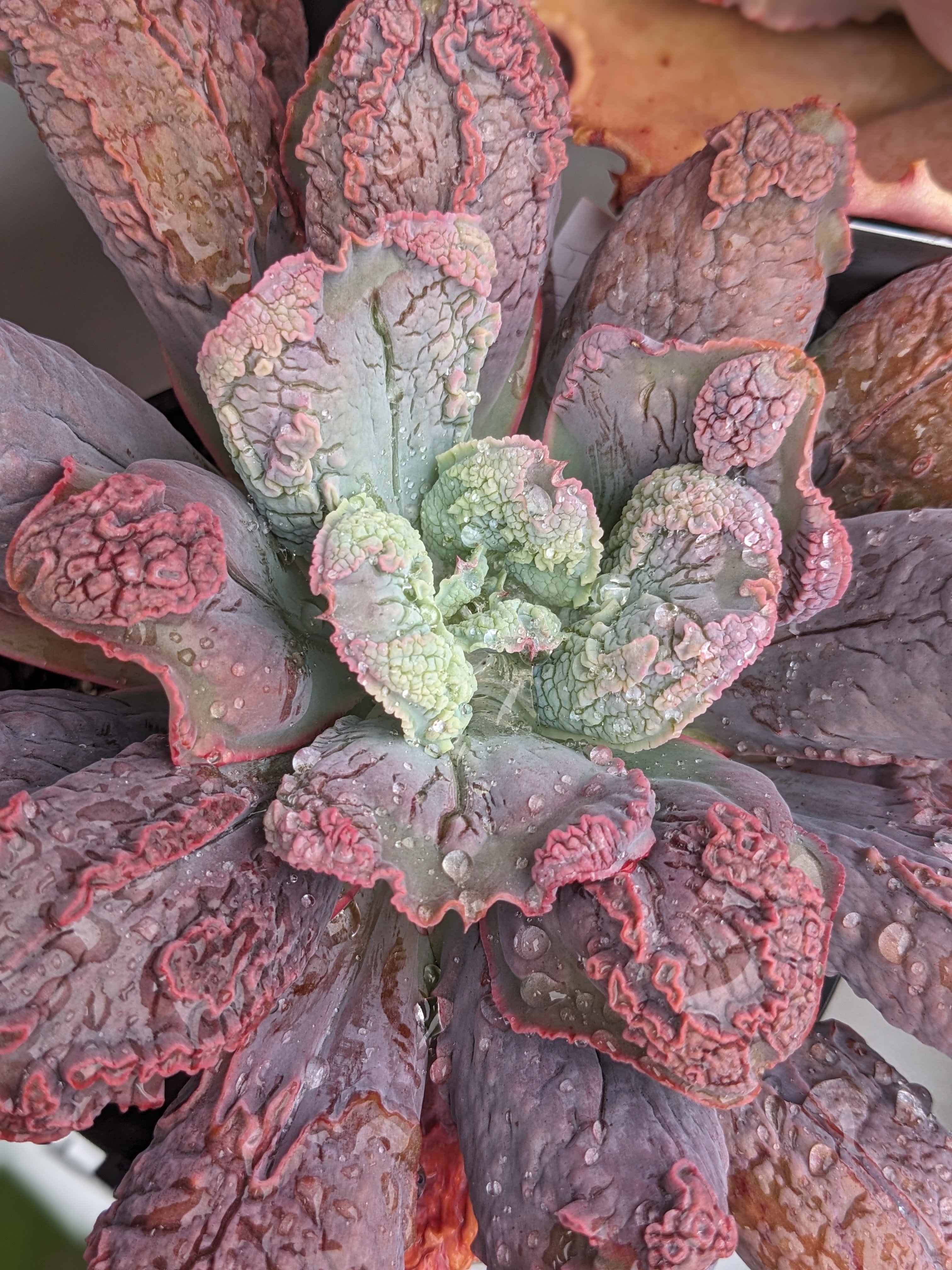 Echeveria Linguas