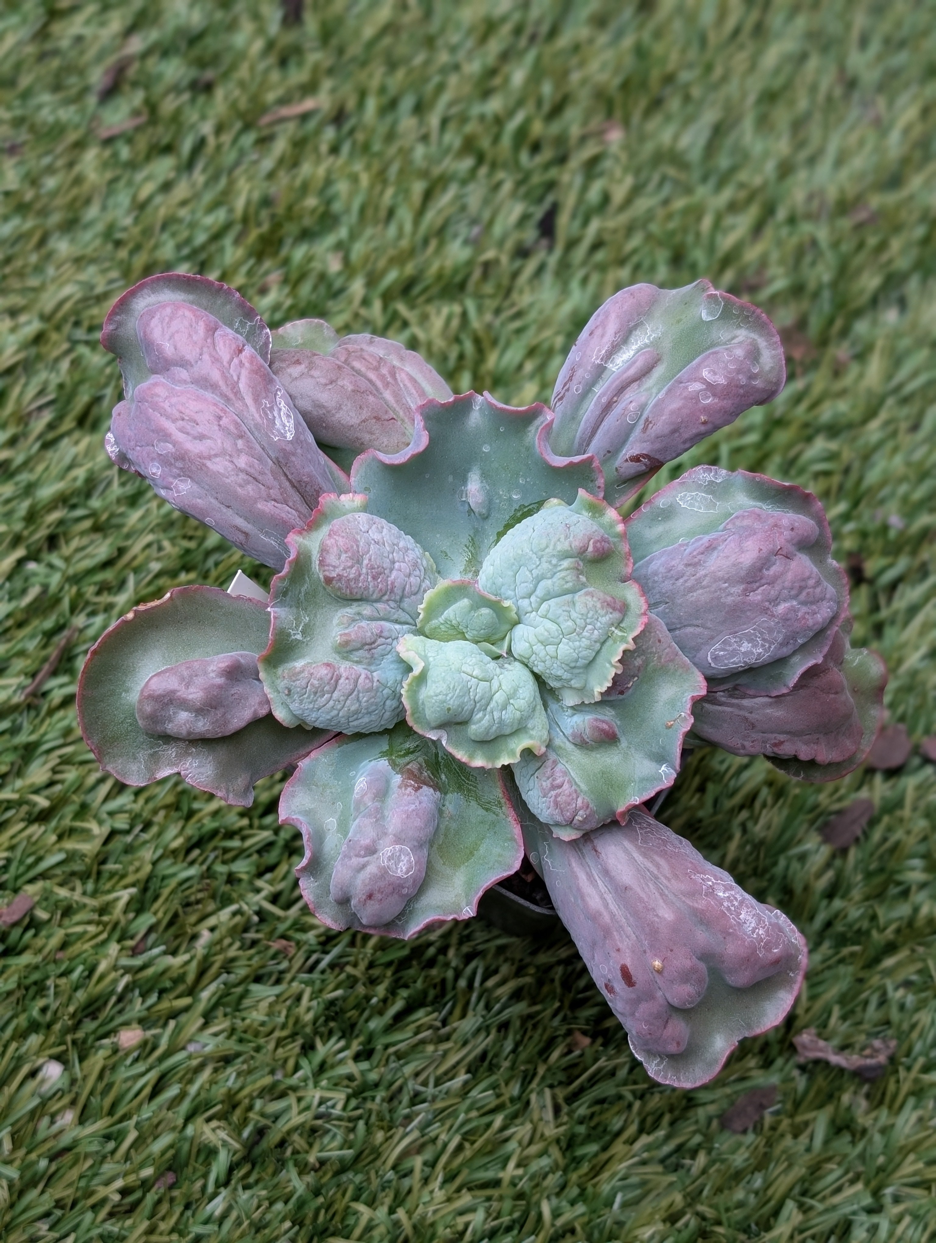 Echeveria Linguas