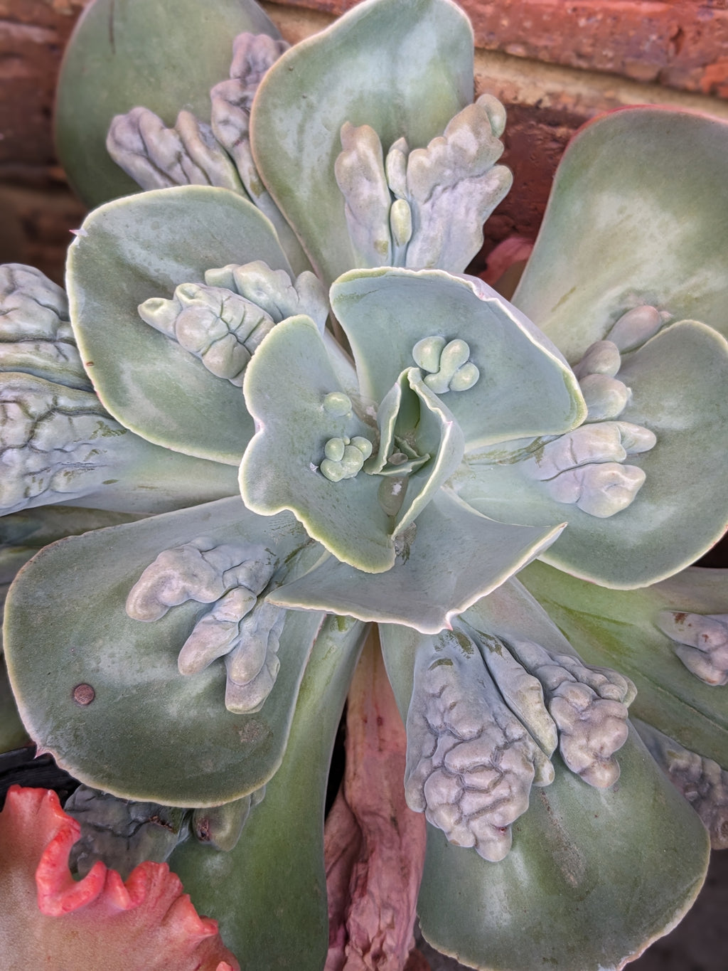Echeveria Little Brother