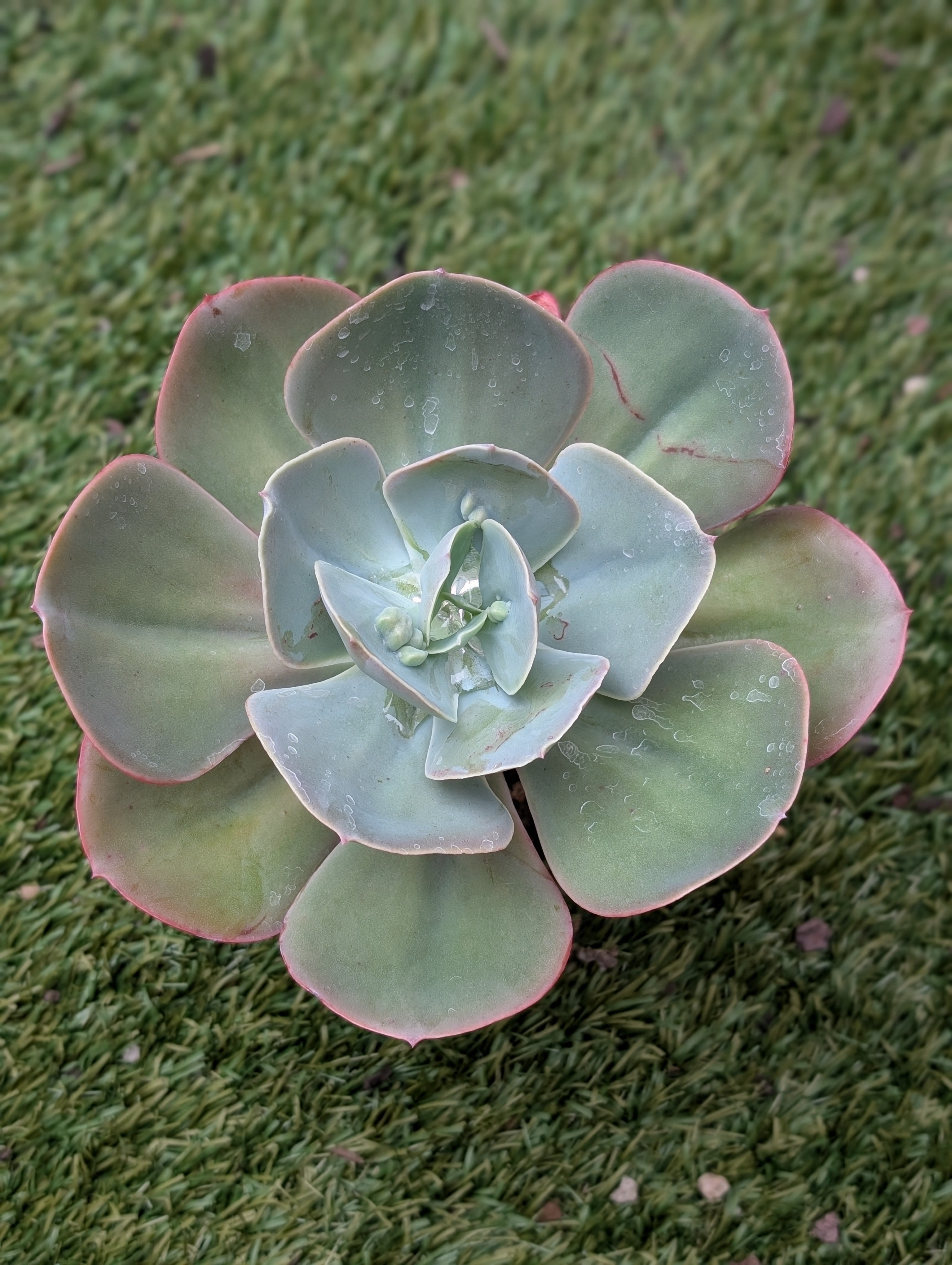 Echeveria Little Brother